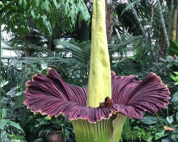 Может ли цветок пахнуть смертью?</p>
<p>Знакомьтесь: Amorphophallus titanum